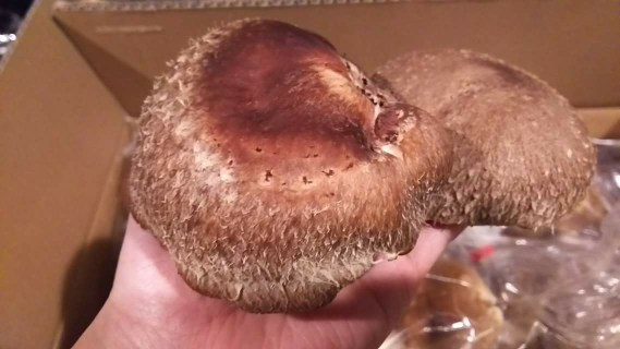 原木椎茸
