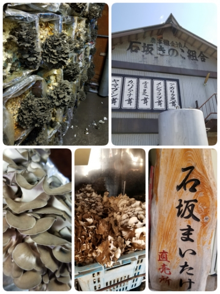 石坂まいたけ