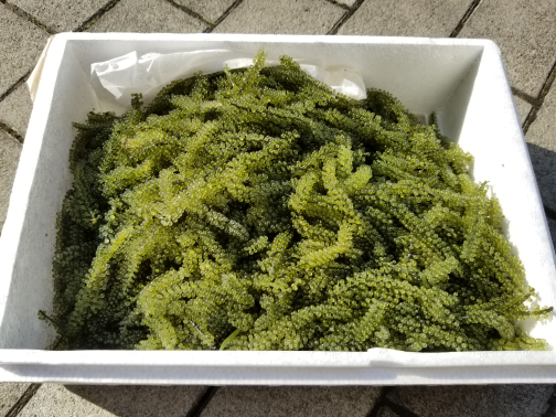 海ぶどう