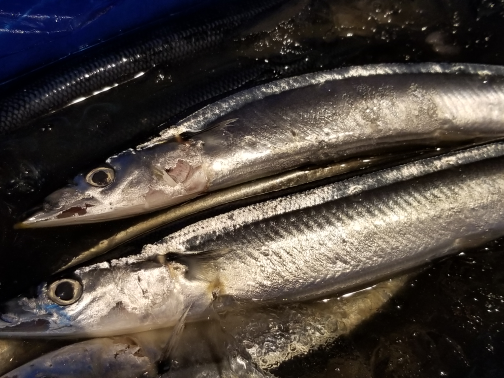 新秋刀魚
