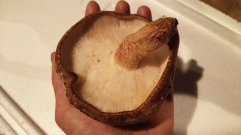 原木椎茸